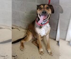 Boxer-Unknown Mix Dogs for adoption in Marion, KY, USA