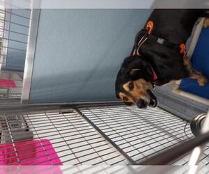 Mutt Dogs for adoption in Standish, MI, USA