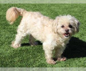 Lhasa Apso Dogs for adoption in Orange, CA, USA