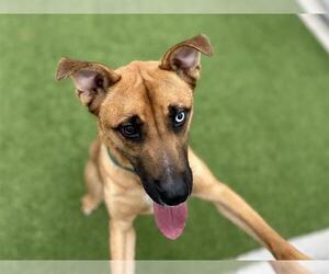 Black Mouth Cur-Unknown Mix Dogs for adoption in Grand Prairie, TX, USA