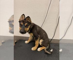 German Shepherd Dog Dogs for adoption in HESPERIA, CA, USA