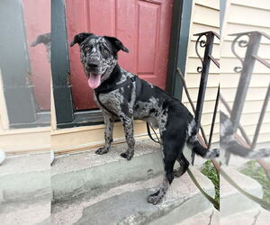 Australian Shepherd-German Shepherd Dog Mix Dogs for adoption in New Orleans, LA, USA
