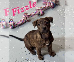 American Pit Bull Terrier-Labrador Retriever Mix Dogs for adoption in Lakewood, CO, USA