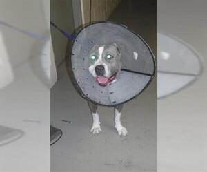 American Pit Bull Terrier Dogs for adoption in Sanford, FL, USA