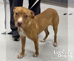 Labrador Retriever-Unknown Mix Dogs for adoption in Washington, DC, USA
