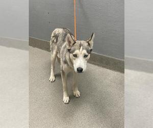 Siberian Husky-Unknown Mix Dogs for adoption in Las Vegas, NV, USA