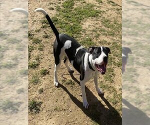 American Staffordshire Terrier Dogs for adoption in Ojai, CA, USA