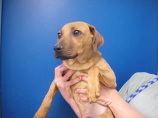 Black Mouth Cur Dogs for adoption in Eureka Springs, AR, USA