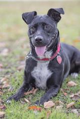 Mutt Dogs for adoption in springfield, VA, USA