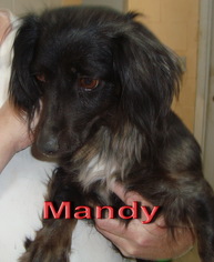 Dachshund-Unknown Mix Dogs for adoption in Coleman, TX, USA
