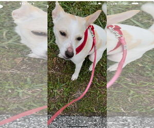 Jack Russell Terrier-Unknown Mix Dogs for adoption in Miami, FL, USA