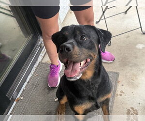 Medium Photo #1 Rottweiler Puppy For Sale in Gilbert, AZ, USA