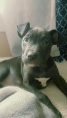 Small American Pit Bull Terrier Mix