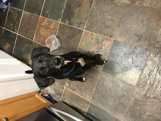 Medium Photo #1 Labrador Retriever Puppy For Sale in Boise, ID, USA