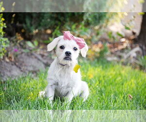 Mutt Dogs for adoption in Sandy, UT, USA