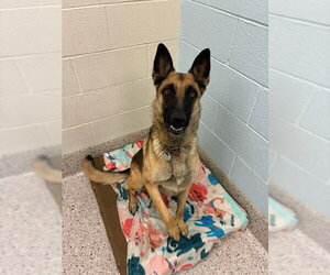German Shepherd Dog-Unknown Mix Dogs for adoption in Brighton, CO, USA