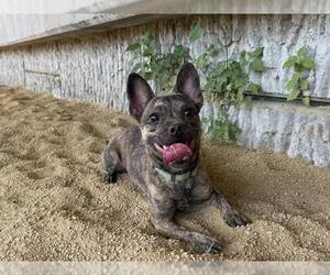 French Bulldog-Unknown Mix Dogs for adoption in Berkeley , CA, USA