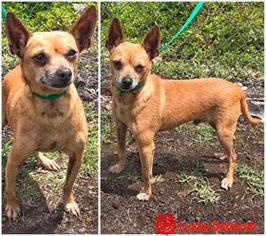 Chihuahua Dogs for adoption in Kailua Kona , HI, USA
