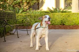 American Pit Bull Terrier-Unknown Mix Dogs for adoption in  Gainesville, FL, USA