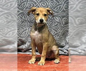 Mutt Dogs for adoption in Wetumpka, AL, USA