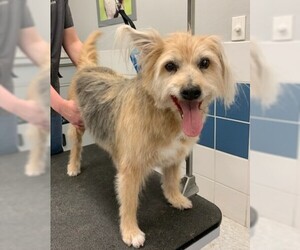 Australian Terrier Dogs for adoption in Golden Valley, AZ, USA