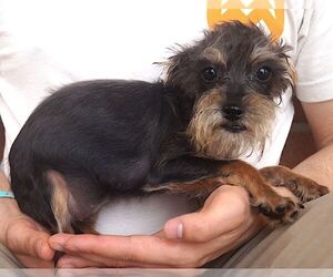Cairn Terrier-Unknown Mix Dogs for adoption in Carrollton, TX, USA