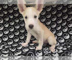 Siberian Husky-Unknown Mix Dogs for adoption in HESPERIA, CA, USA