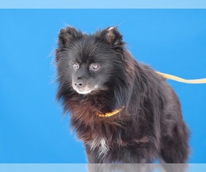 Schipperke Dogs for adoption in Pasadena, CA, USA