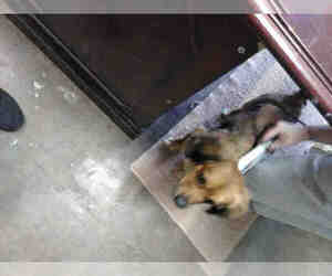 Medium Photo #1 Dachshund Puppy For Sale in Fort Walton Beach, FL, USA