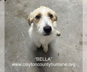 Mutt Dogs for adoption in McDonough, GA, USA