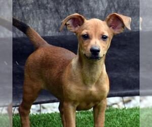 Chiweenie Dogs for adoption in Lewisburg, TN, USA