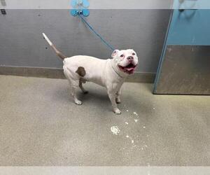 Mutt Dogs for adoption in Las Vegas, NV, USA