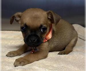 Chug Dogs for adoption in Redlands, CA, USA