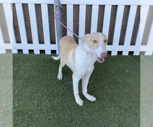 Border Collie-Greyhound Mix Dogs for adoption in Modesto, CA, USA