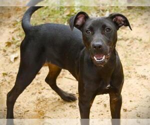 American Staffordshire Terrier-Labrador Retriever Mix Dogs for adoption in Tallahassee, FL, USA