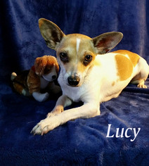 Medium Photo #1 Rat-Cha Puppy For Sale in Shreveport, LA, USA