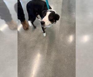 Border Collie-Unknown Mix Dogs for adoption in San Martin, CA, USA