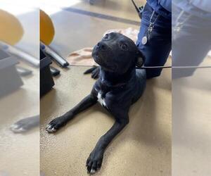 American Pit Bull Terrier-Unknown Mix Dogs for adoption in Chula Vista, CA, USA