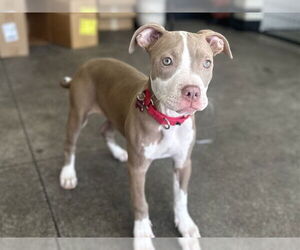 American Pit Bull Terrier Dogs for adoption in Berkeley , CA, USA