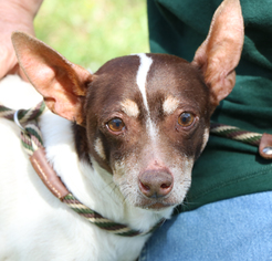 Mutt Dogs for adoption in Monroe, GA, USA