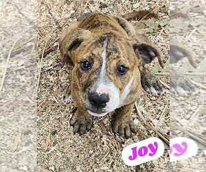 American Pit Bull Terrier-American Staffordshire Terrier Mix Dogs for adoption in Wenonah, NJ, USA