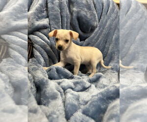 Chihuahua-Unknown Mix Dogs for adoption in San Diego , CA, USA