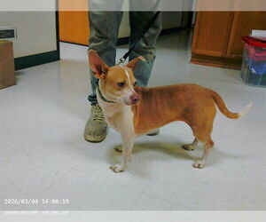 Chihuahua-Unknown Mix Dogs for adoption in Oroville, CA, USA