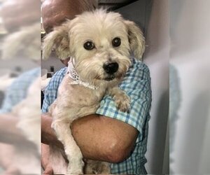 Maltese Dogs for adoption in Boca Raton, FL, USA
