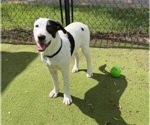 Labrador Retriever Dogs for adoption in Sugar Land, TX, USA