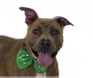 American Pit Bull Terrier Dogs for adoption in St. Cloud, FL, USA