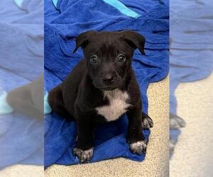Labrador Retriever Dogs for adoption in San Antonio, TX, USA