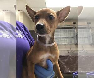 Mutt Dogs for adoption in Conroe, TX, USA
