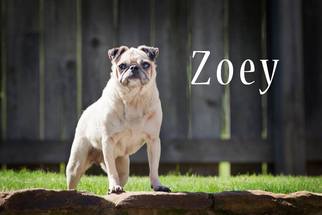 Pug Dogs for adoption in Cordova, TN, USA