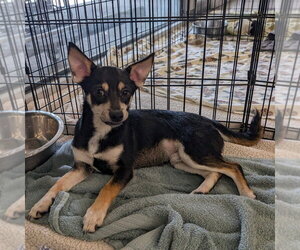 Chihuahua-Unknown Mix Dogs for adoption in Chico, CA, USA